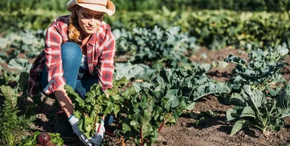 晉升農業副高職稱需要的資料匯總