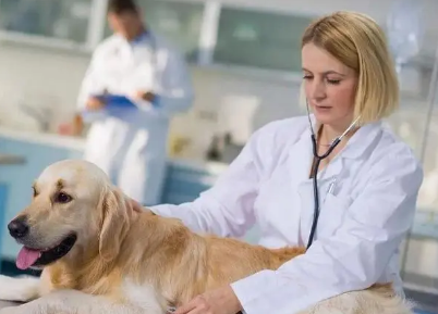 動物醫學sci二區或者三區