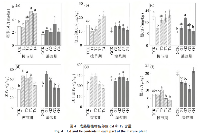 成熟期植物各部位 Cd 和 Fe 含量