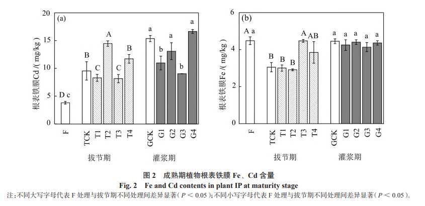 成熟期植物根表鐵膜 Fe、Cd 含量