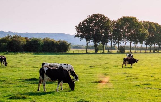 畜牧行業有哪些核心期刊