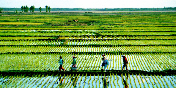 農(nóng)業(yè)綜合領(lǐng)域的sci期刊有哪些
