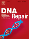 Dna Repair封面