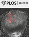Plos Genetics封面